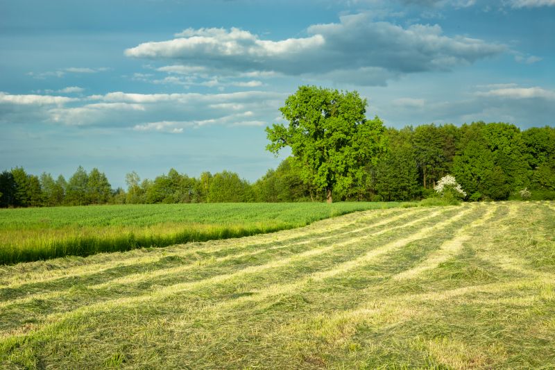 Lakefront Property Clearing in Salt Lake City, UT